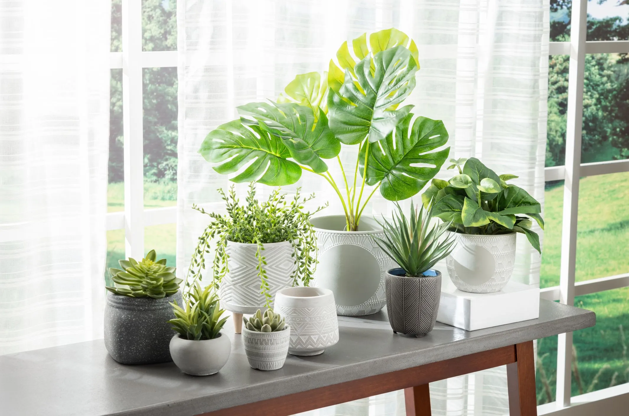 A set of potted plants, arranged in rows, on a countertop, inside a modern room interior, with window light in the background.