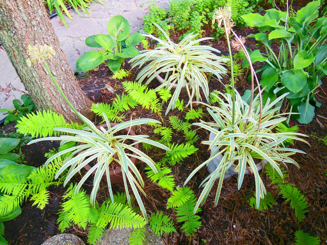 Close-up of bi-color variegated foliage and blue flower cluster of Agapanthus 'Summer Sky' PPAF in a container.