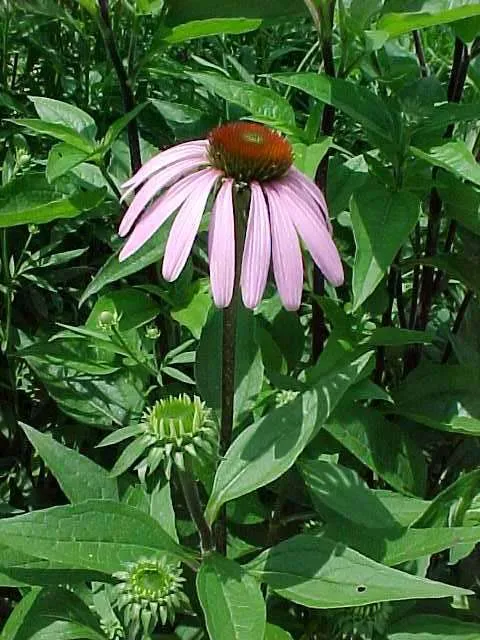 Purple coneflower with vibrant pink petals held upright on sturdy stems in full sun