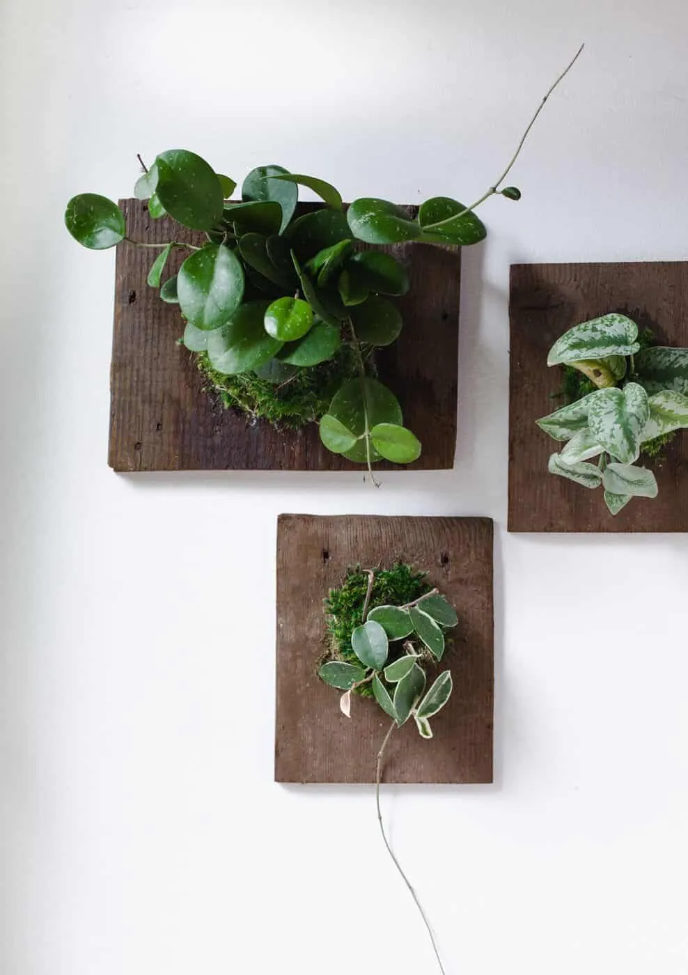 Three different wall-mounted plants displayed together on a white wall, showcasing the concept of living art created with greenery.