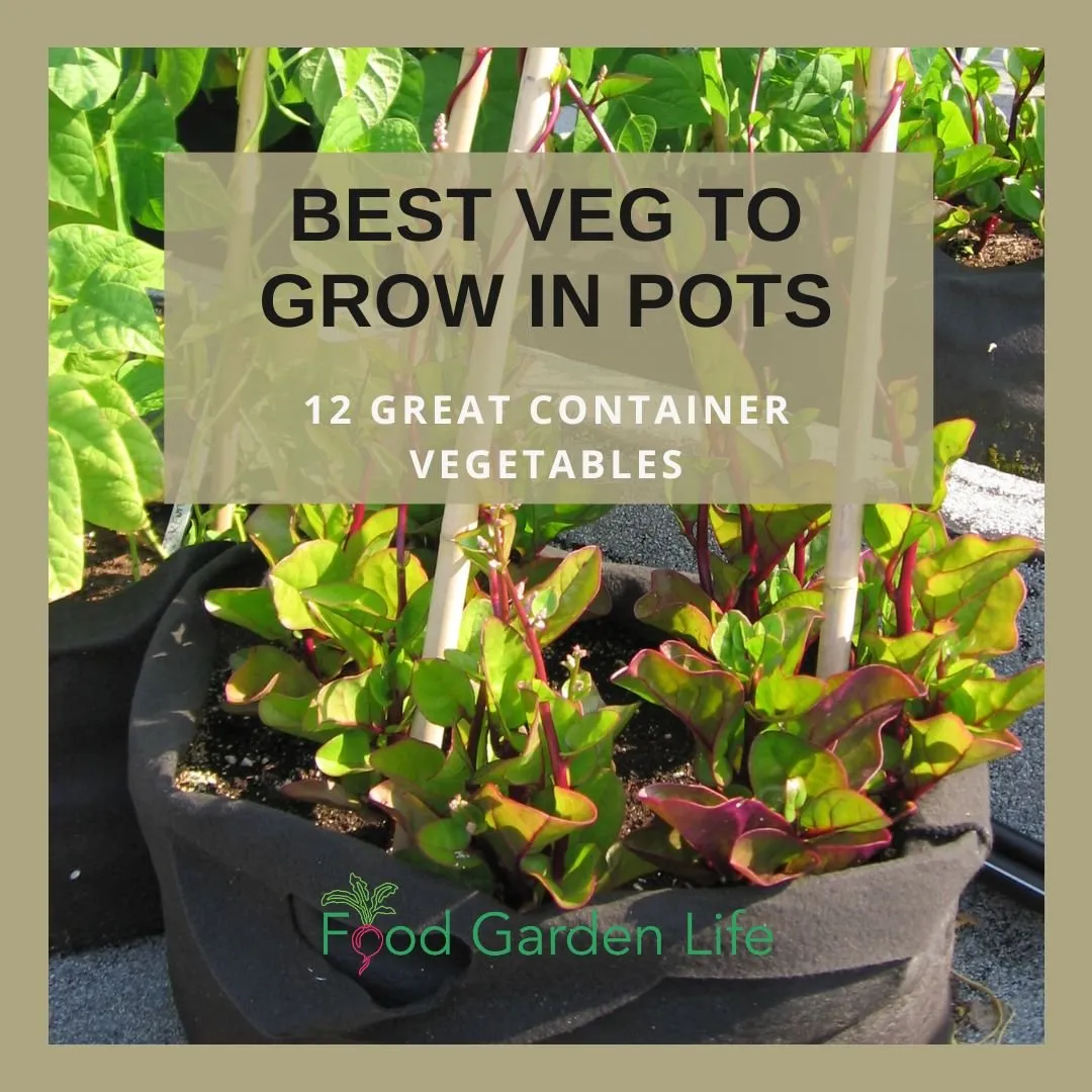 Header image featuring Malabar spinach and other container vegetables, perfect for warm-season growing in pots.