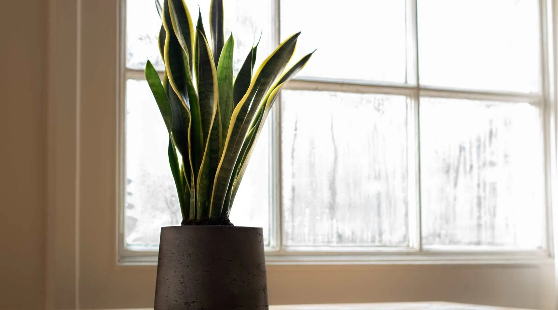 Striking Sansevieria Snake Plant with upright leaves in a pot, boosting indoor air quality