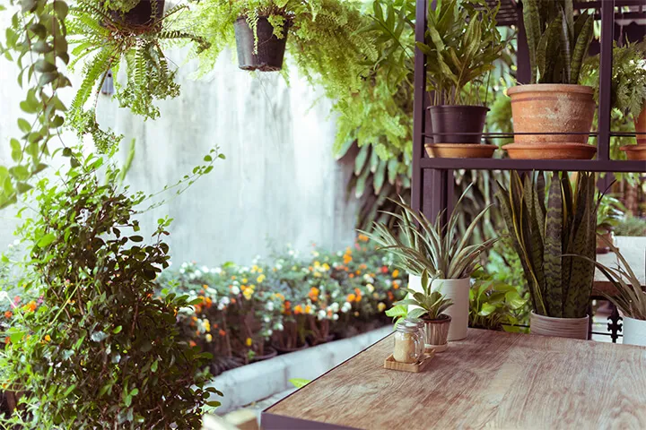 Potted green plants creating an indoor garden feel.