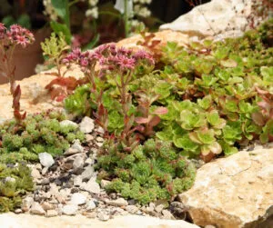 Fleshy leaves of a Sedum (Hylotelephium) plant growing in a stone wall, adaptable to containers.