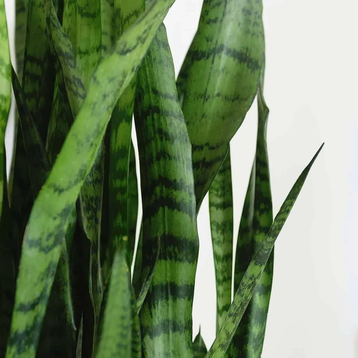 Potted snake plant with textured leaves