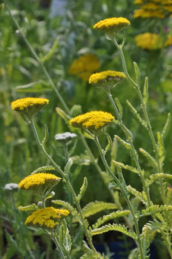 Achillea Moonshine yarrow with pale yellow flowers and silver-grey foliage