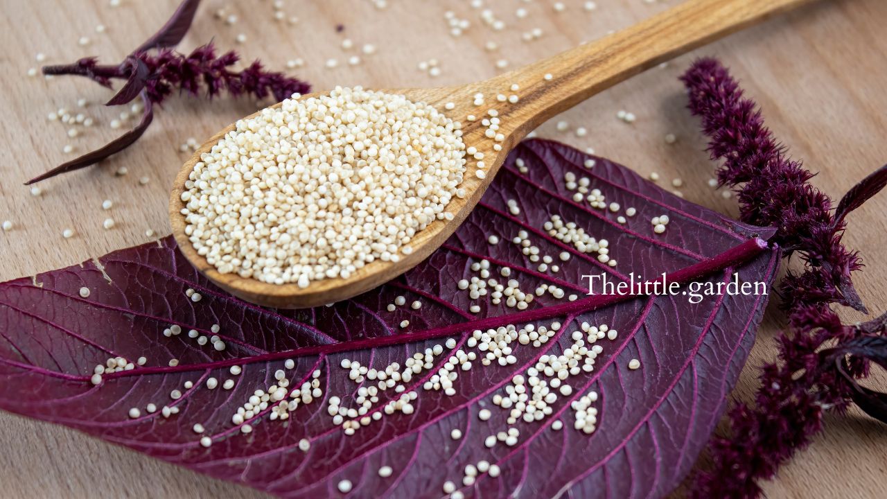 Amaranth im Topf: Einfache Anleitung für reiche Ernte