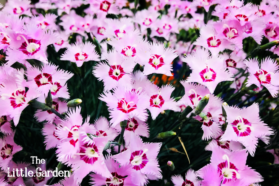 15 Best Low Growing Perennials That Bloom All Summer for Full Sun