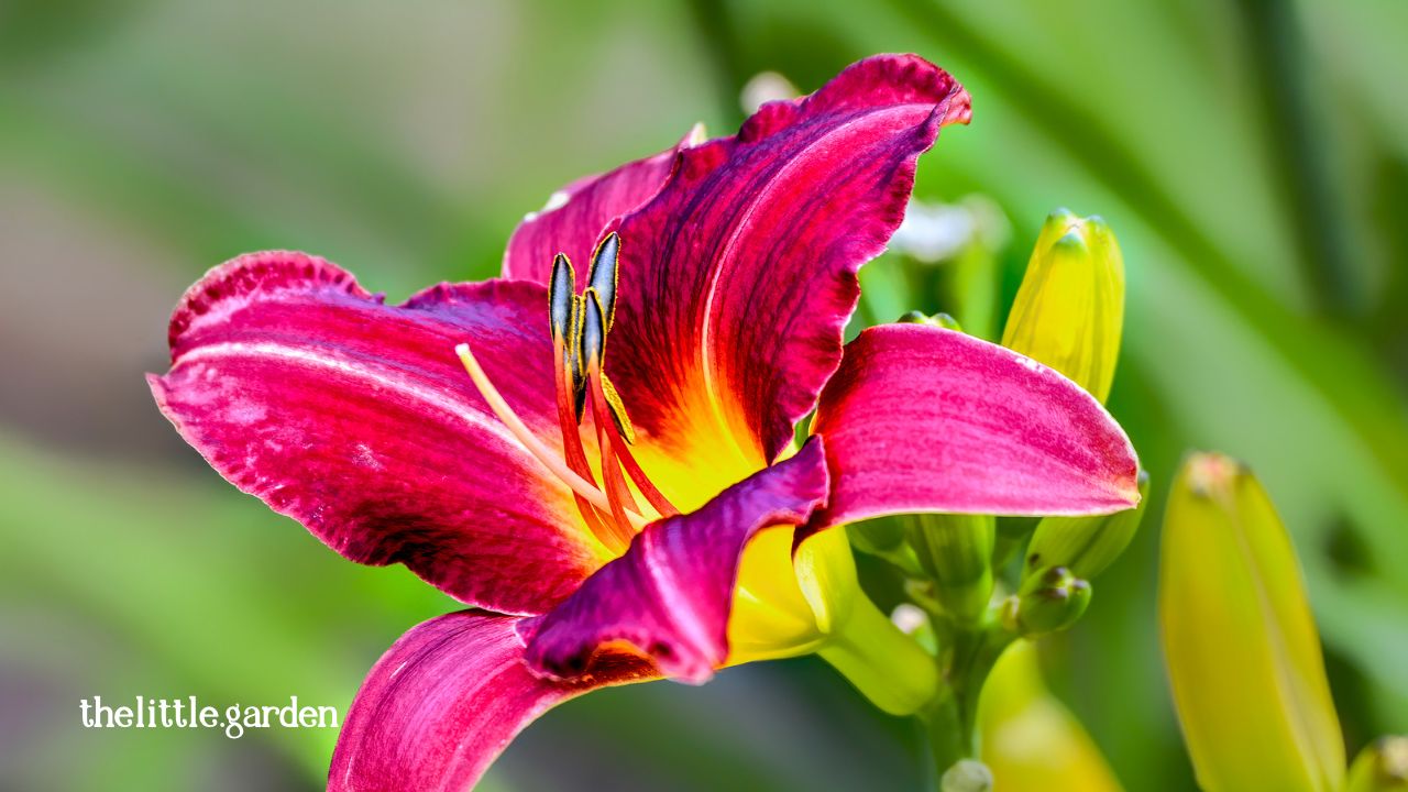 From Novice to Pro: Growing Oriental Lily Flowers with Ease!